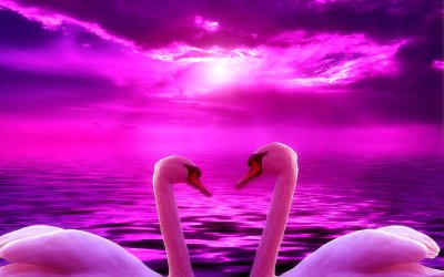 Лебеди лиловый