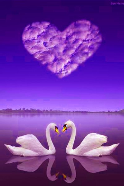 Лебеди сердечком