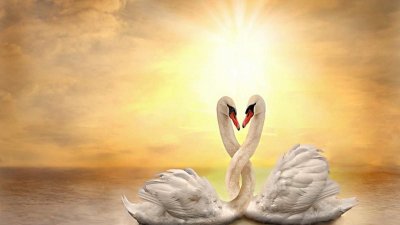 Любовь и лебеди