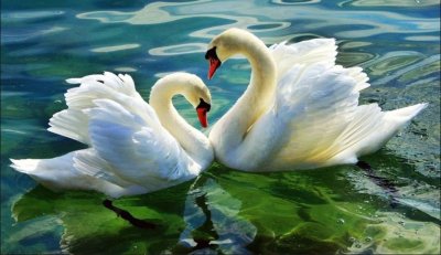 Пара лебедей