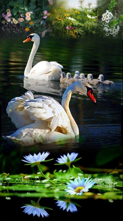 Лебеди на озере