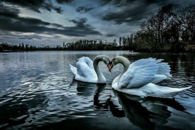 Красивая природа с лебедями