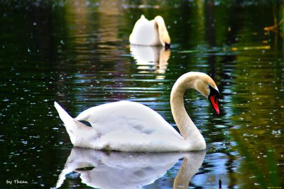 Лебедь-шипун Гатчина