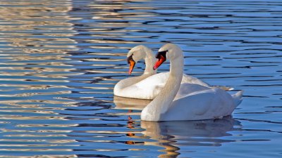 Лебедь шипун питание