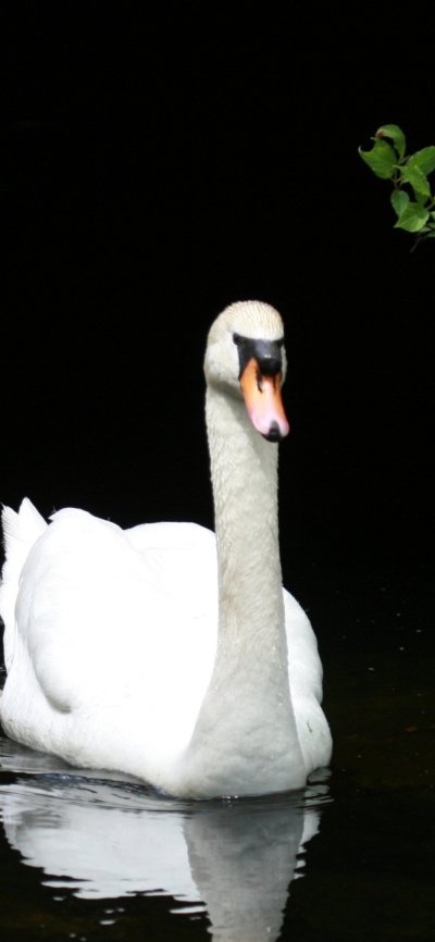 Лебеди вертикальный