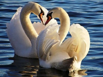 Два лебедя