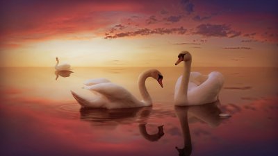 Пара лебедей