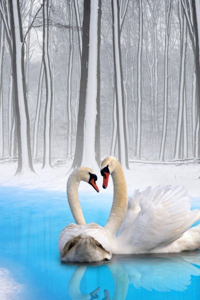 Лебеди зимой