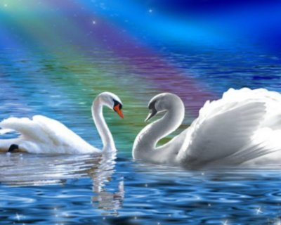 Пара лебедей