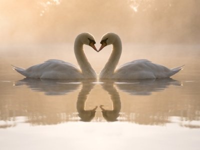 Красивые лебеди