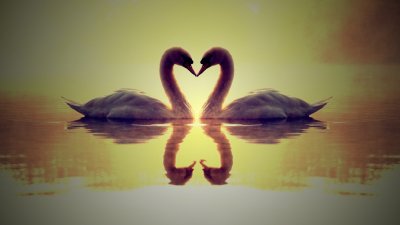 Два лебедя