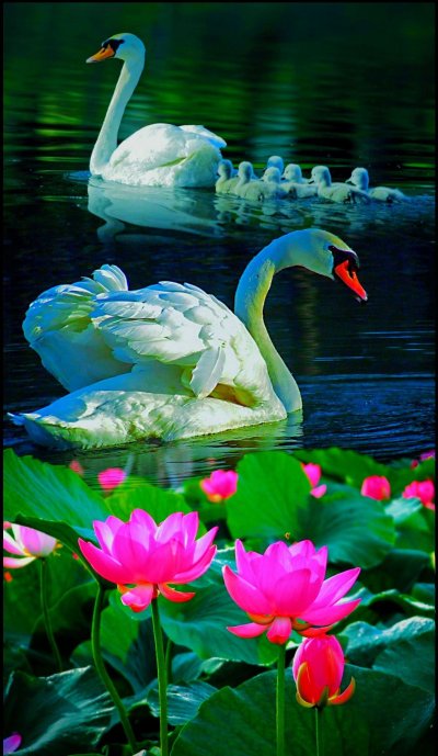Лебеди с кувшинками