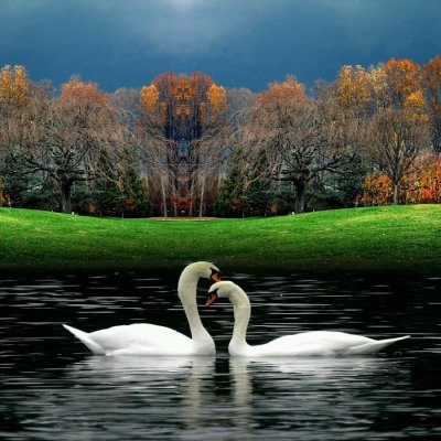 Природа озеро лебеди