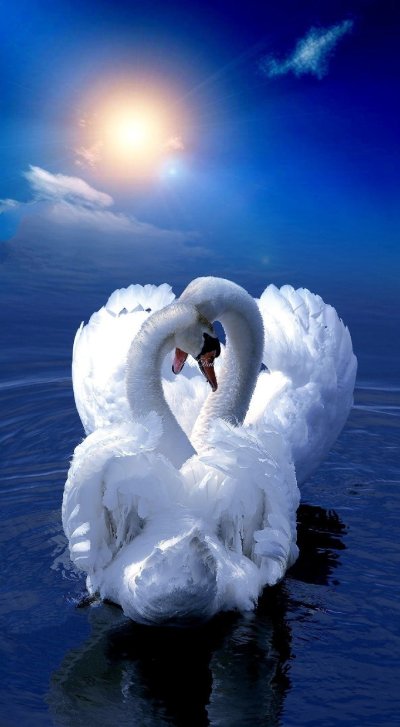 Влюбленные лебеди