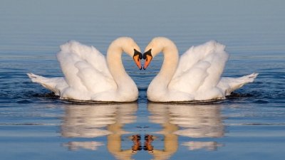Два лебедя