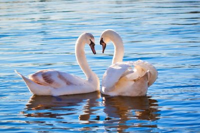 Красивые лебеди