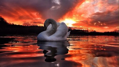 Лебеди на закате