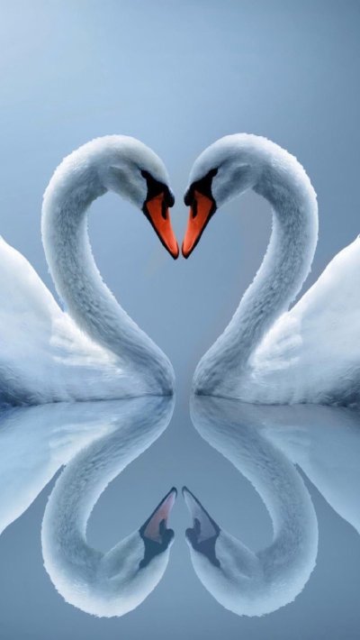 Пара лебедей