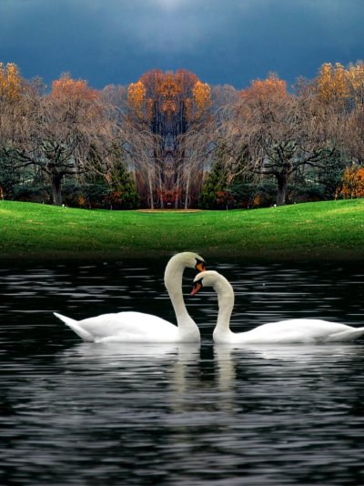 Пара лебедей