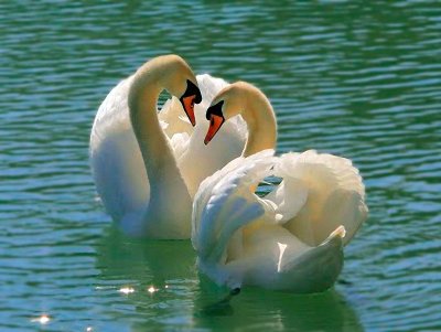 Лебедь шипун пара