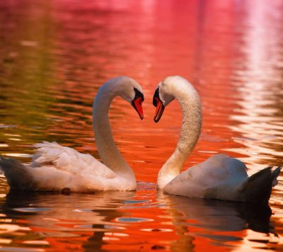 Пара лебедей