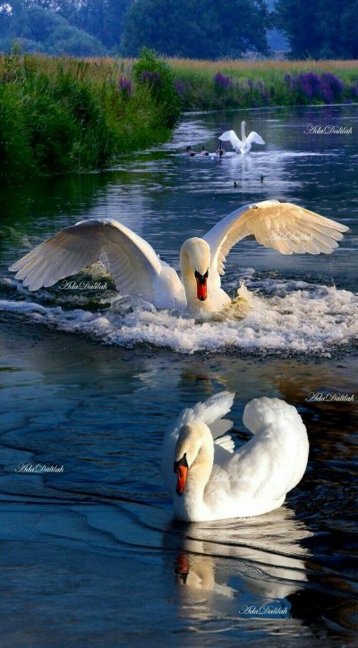 Лебеди (птицы)