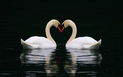 Пара лебедей