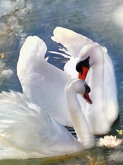 Красивые лебеди