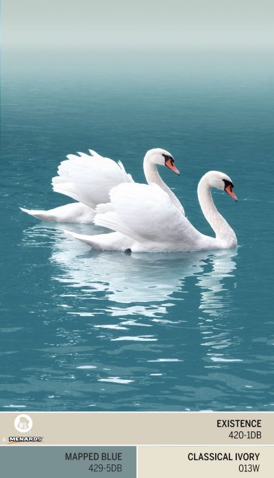 Лебеди (птицы)