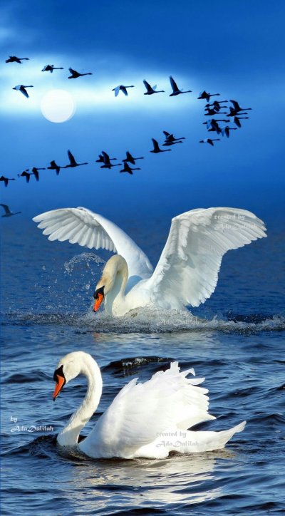 Красивая природа с лебедями