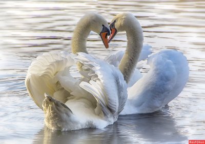 Лебеди сердце