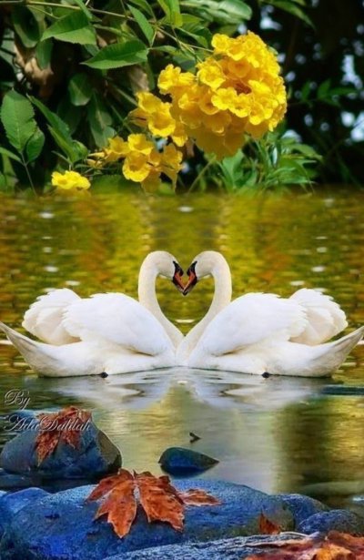 Красивые лебеди