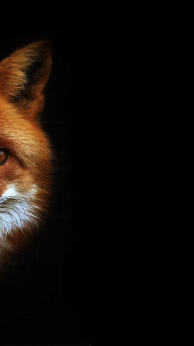 Рвжая Лима на черном фоне