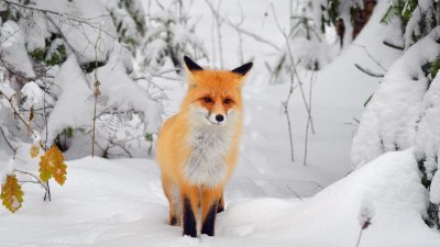 Лиса зимой в лесу