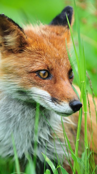 Лиса с зелеными глазами