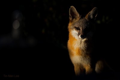 Лиса в темноте