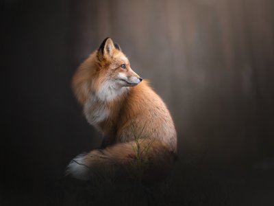 Красивая лиса