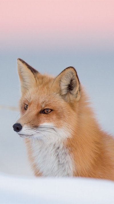 Красивая лиса