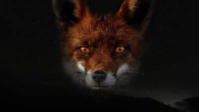 Лиса на рабочий стол