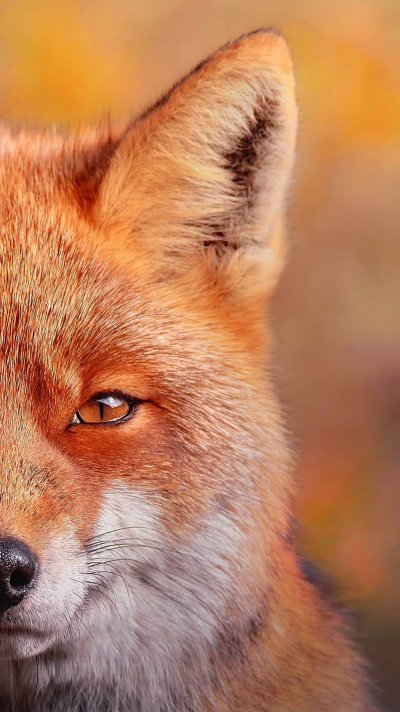 Лиса картинка