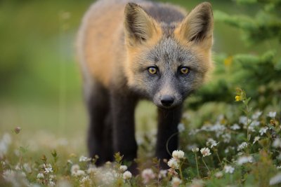 Лиса и Клевер