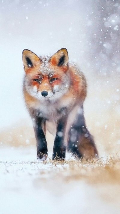 Лиса зимой