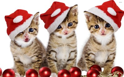 Новогодние обои с котиками на телефон
