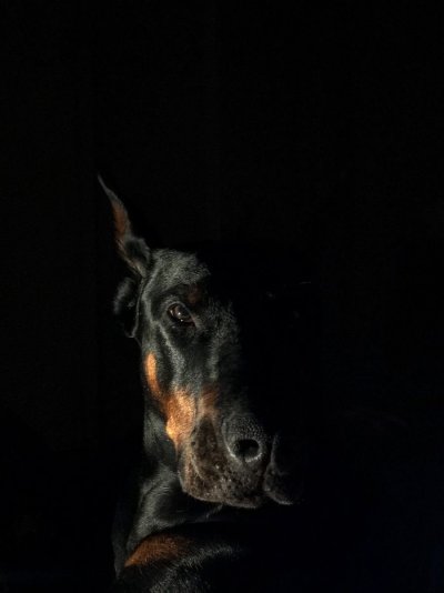 Доберман Эстетика