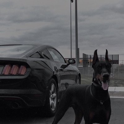 Доберман-пинчер Эстетика