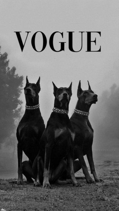 Доберман Black aesthetic