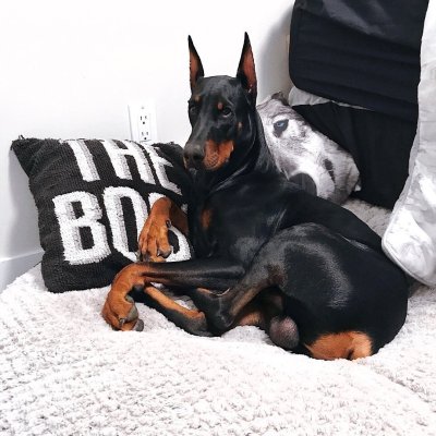 Доберман пинчер злой