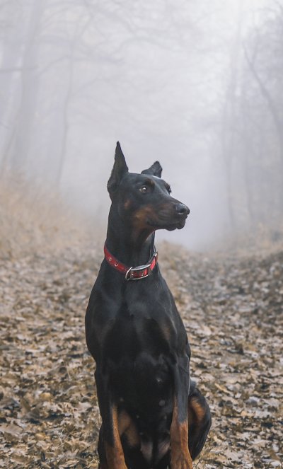Доберман пинчер