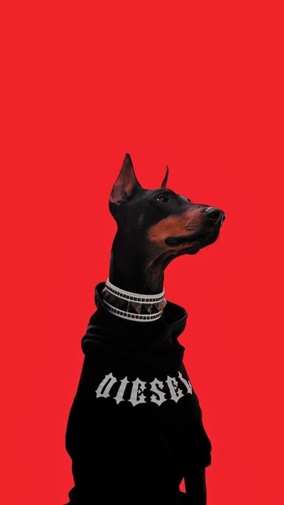 Доберман черный