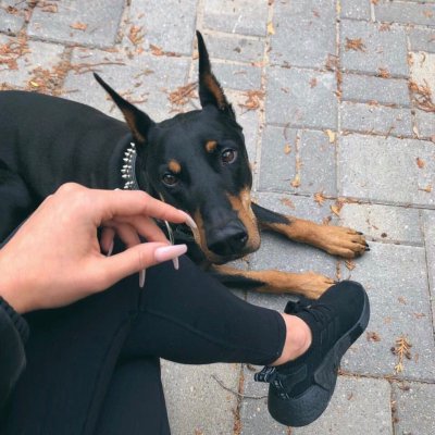 Доберман собака